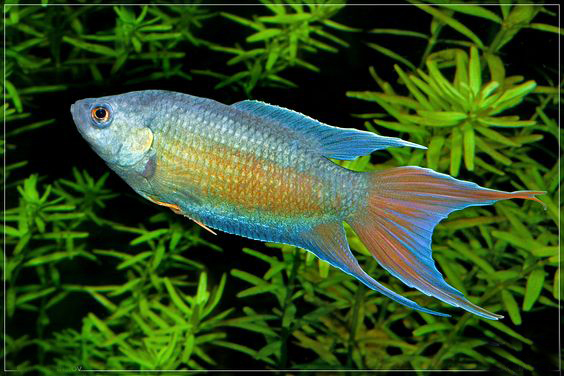 最漂亮的泰国斗鱼有哪些,超级漂亮泰国斗鱼