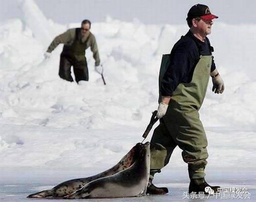 国际海洋防污染公约,国际海豹保护日