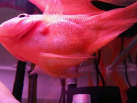 鹦鹉鱼容易出现什么病,鹦鹉鱼最常见的疾病是什么