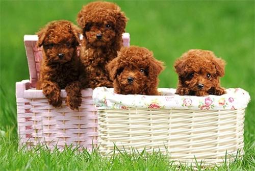 泰迪狗五岁掉牙了咋回事,泰迪五岁多掉牙