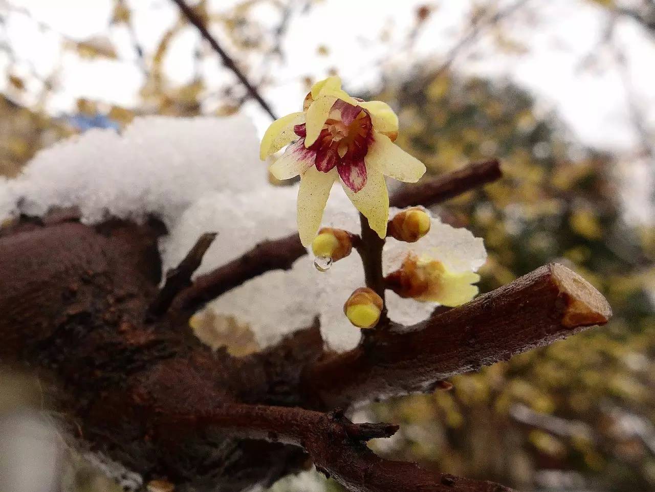 印象渭南：情寄雪梅