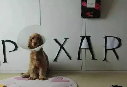 流浪动物救助志愿者全集,遇见流浪动物时怎么做最合适