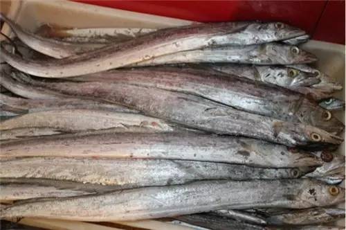 威海一月份当季海鲜,威海冬天海鲜种类