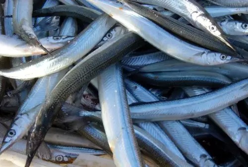 威海一月份当季海鲜,威海冬天海鲜种类