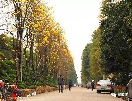 佛山哪里可以看黄花风铃木,佛山三水黄花风铃木最新视频