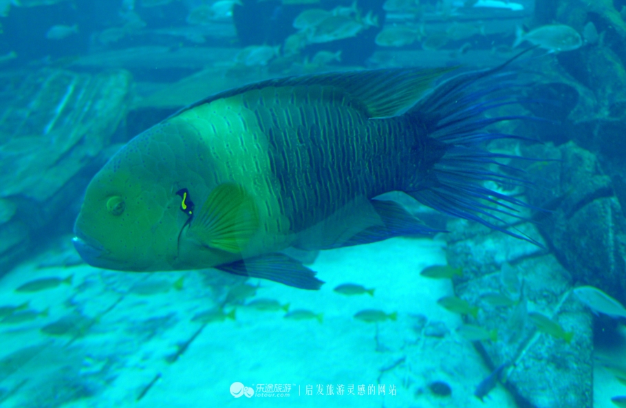 迪拜的第一大海洋馆,迪拜摩尔海洋馆