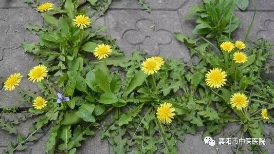 别错过五种常见野菜好吃又营养,春天有什么野菜有药用价值