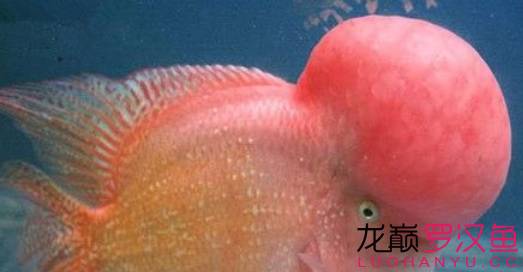 罗汉鱼饲养术语,罗汉鱼饲养法图解