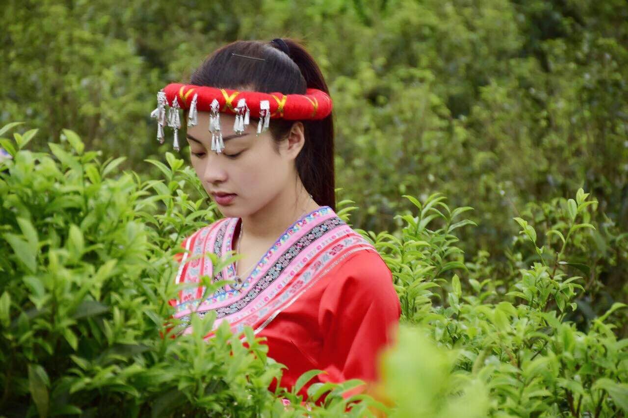 凤凰茶在中国的排名,凤凰茶十大香型94个品种