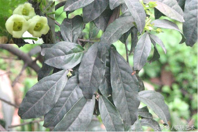 农村中草药图片大全之痔疮用药