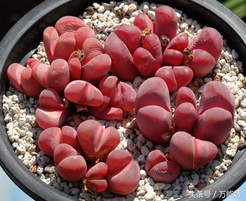 生石花屁股花盆栽,生石花屁屁花种类