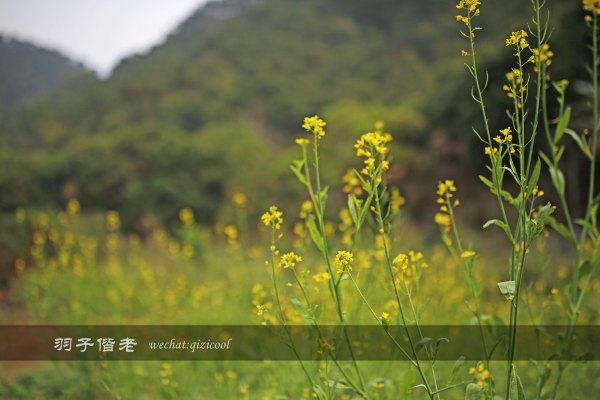 居于涟岸隐于湖,到肇庆体验离尘不离城的精致慢生活