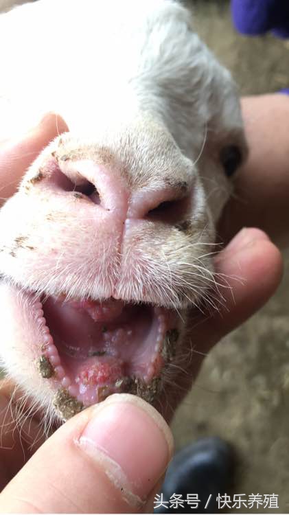 小羊嘴巴烂了该用什么药,小羊烂嘴病的治疗方法