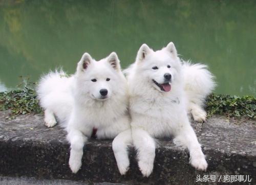 世界上最贵的三种狗狗是哪些,世界上最贵的十种宠物狗