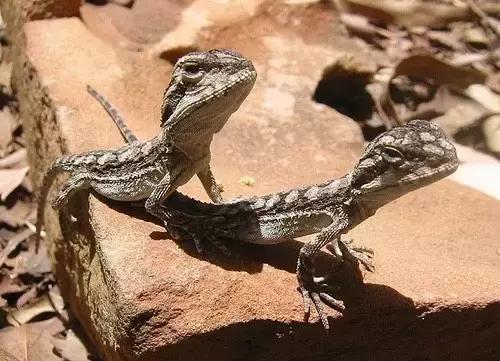 黑色鬃毛的狮子厉害吗,黑色鬃狮蜥