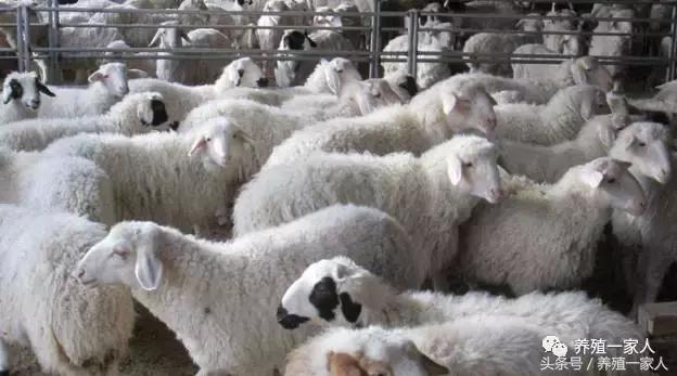 养羊的10大忠告完整,养羊的十大心酸