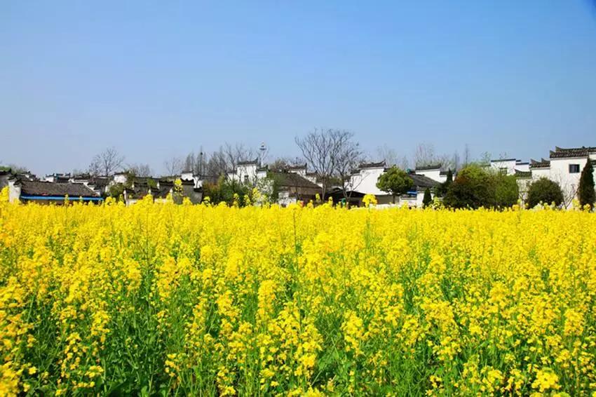 武汉野炊地点推荐,武汉周边烧烤野炊好去处