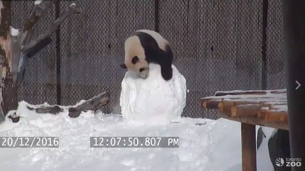 逛老街、扔斧头、高空行走!这样的多伦多,你爱吗?