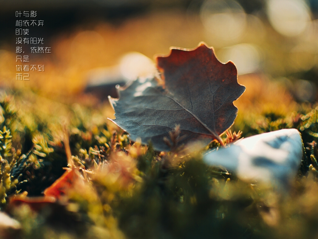 黄油相机的相机背景教程,黄油相机来点灵感功能