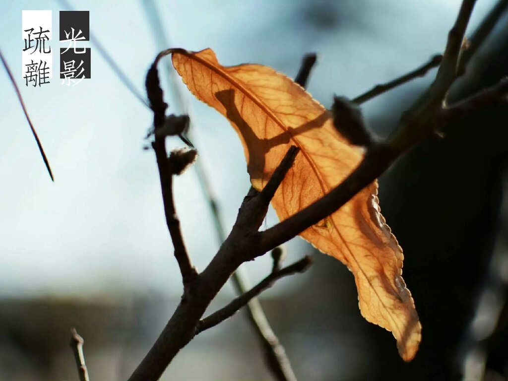 黄油相机来点灵感功能,黄油相机效果