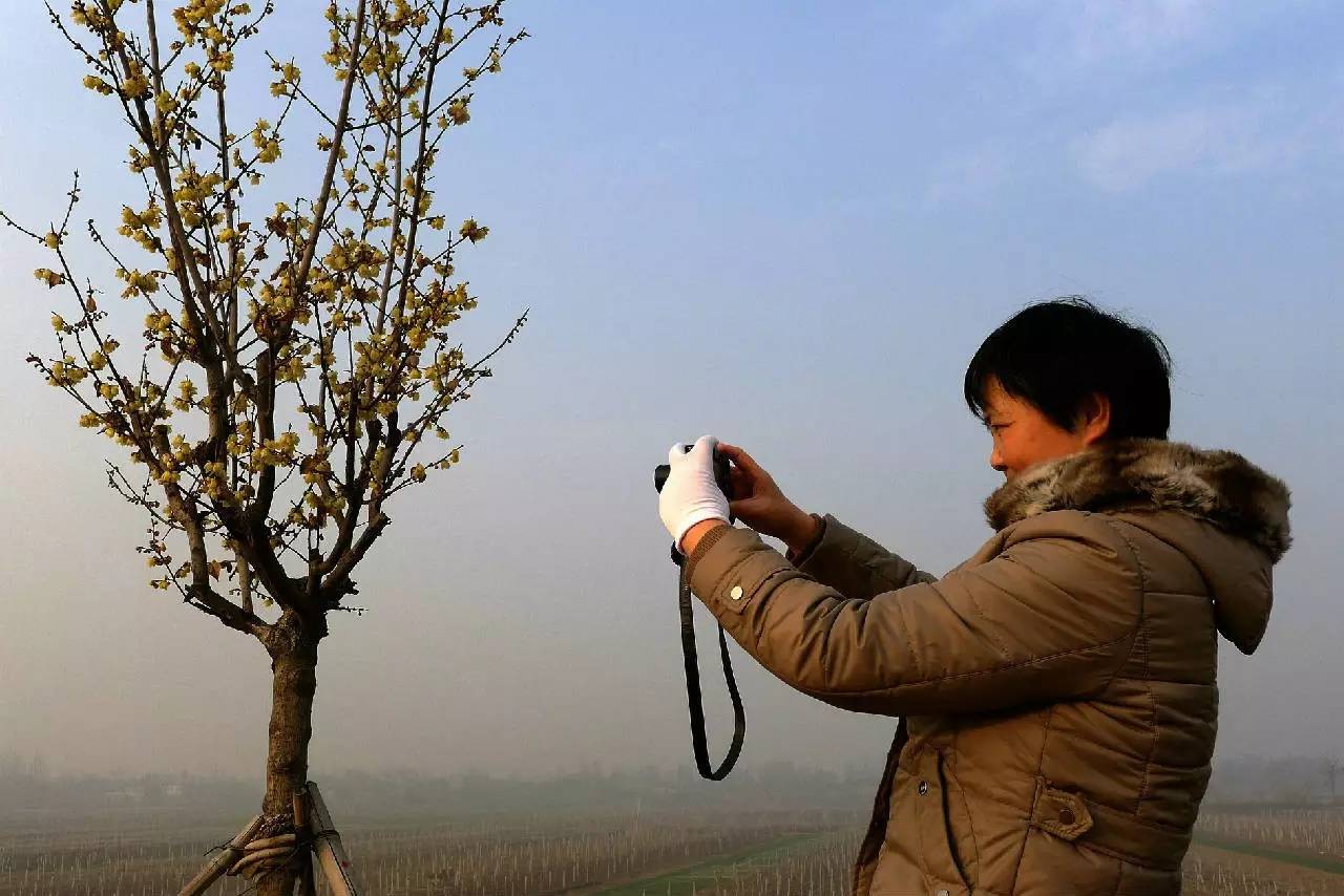 印象渭南：情寄雪梅