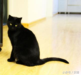 猫咪带有攻击性,有攻击性的猫