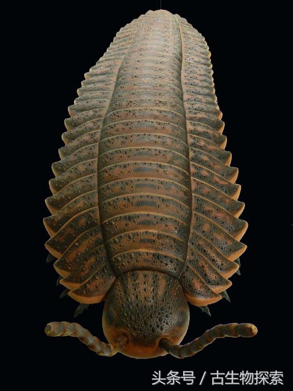 史前蜈蚣大战巨脉蜻蜓,史前蜈蚣体长可达3米