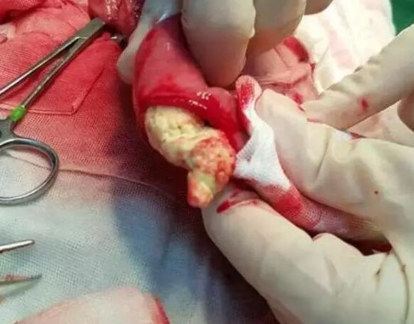 狗狗误食酵母急救法,狗狗误吞猪棒骨头几天过危险期