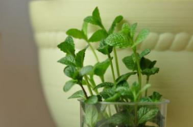 阳台薄荷种植,阳台种菜十大危害薄荷