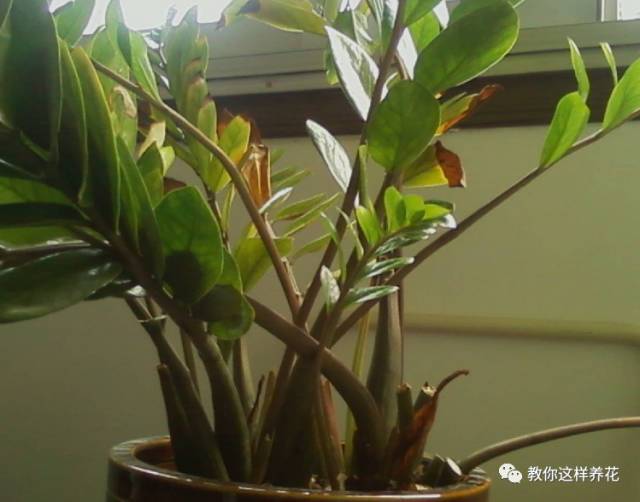 金钱树叶子发黄的原因和解决方法,金钱树叶子发黄原因及解决办法