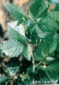 徐长卿中草药图谱,中草药豨莶草图谱