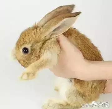 养兔技术与兔疾病防治顺序流程,养兔如何用玉米喂兔长得快视频