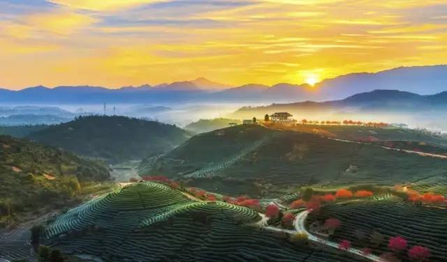 漳平茶山樱花,漳平樱花园景点