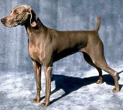 可爱呆萌狗狗资料,狗狗15种寄生虫病详细资料图