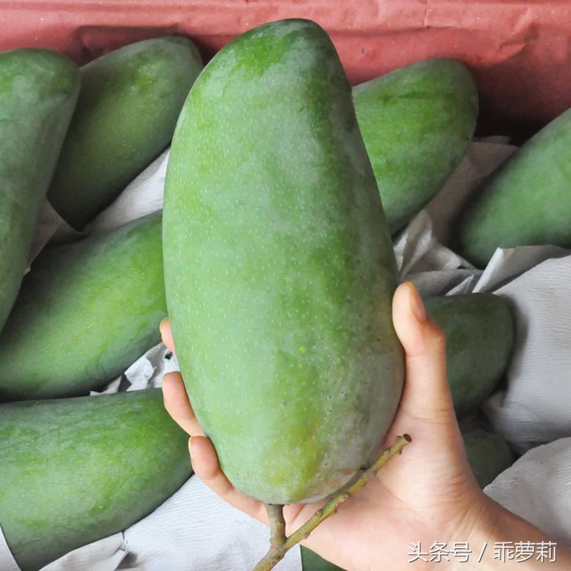 越南一级大青芒，单果1到2斤，吃起来倍爽