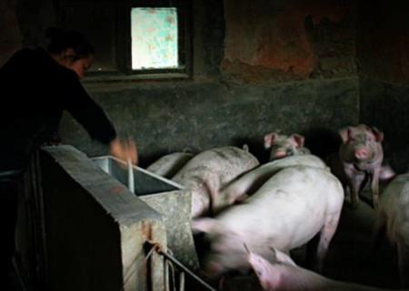 给母猪注射催产素（缩宫素），什么时间合适？