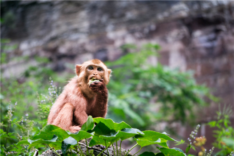 自驾去云台山吃住行怎么安排,云台山吃住旅游攻略图大全