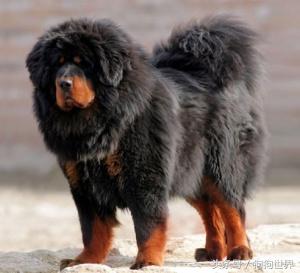 可爱呆萌狗狗资料,狗狗15种寄生虫病详细资料图