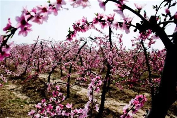 运城美食野菜,运城田间美食推荐