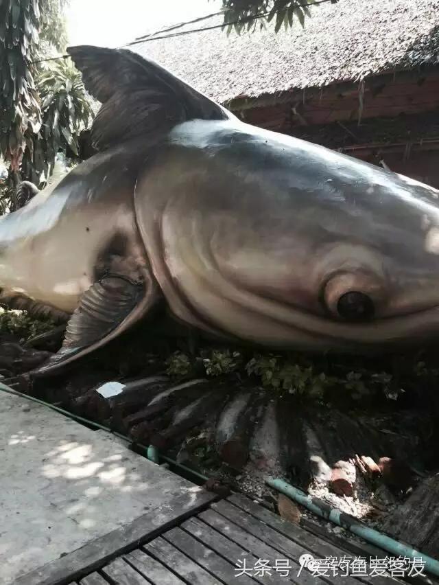 泰国巨骨舌鱼钓场位置,泰国钓鱼钓巨物位置