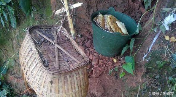 野外诱到蜂如何拿回来饲养,野蜂怎么才能消灭