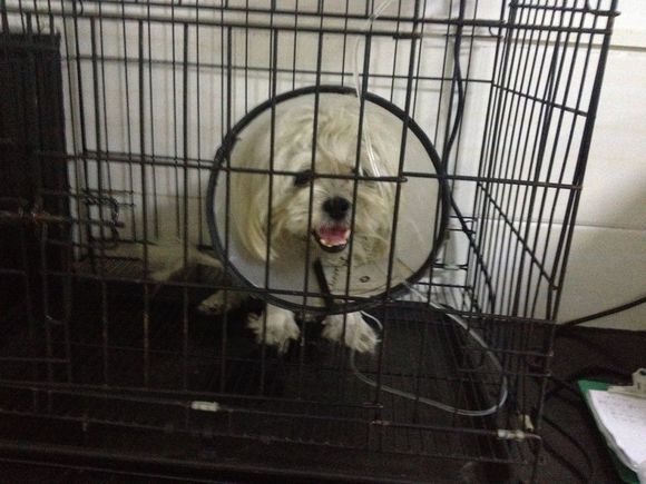 看门忠诚的狗,给狗看门的忠诚