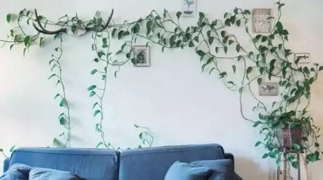 绿萝要怎么装饰才好看,如何将绿萝装饰得更高级