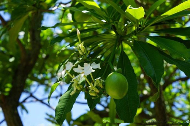 看似美味的“青芒”,不到6小时可让人一命呜呼