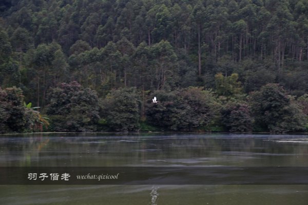 居于涟岸隐于湖，到肇庆体验离尘不离城的精致慢生活