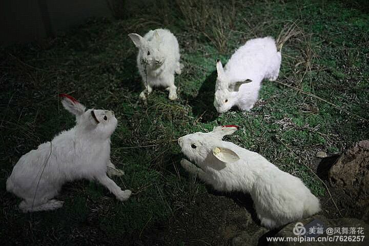 白狐千年等待只为今生相遇,白狼一生只爱一人