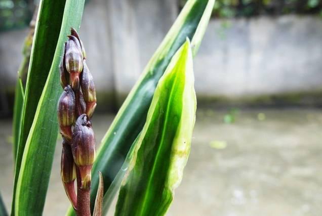 云南最贵的兰花品种有几种,云南兰花名贵品种图片介绍
