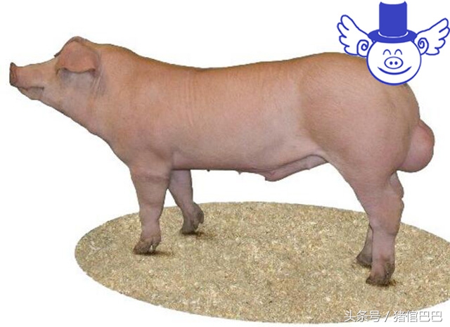 母猪怀不上,母猪怀不上孕用什么药