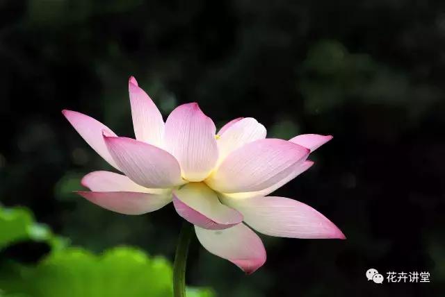 相似的花儿又来了,今天我们来认识它们