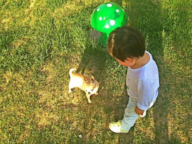 金领冠奶粉的营养,金领冠奶粉怎么样适合新生儿吗